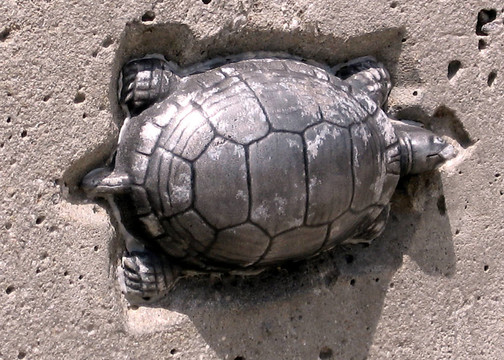 多倫多橋龜2008