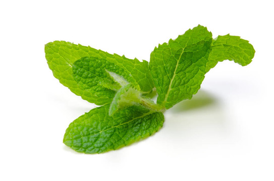蘋果薄荷