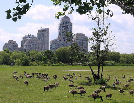 多倫多湖鵝在亨伯灣公園2009