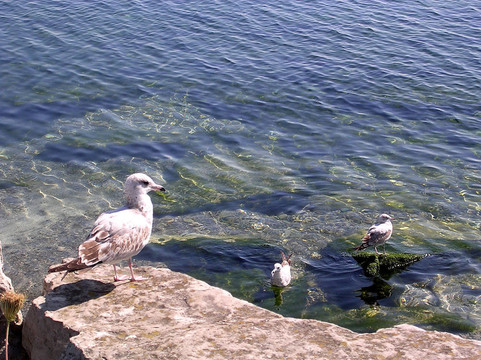 多倫多湖的海鷗2004