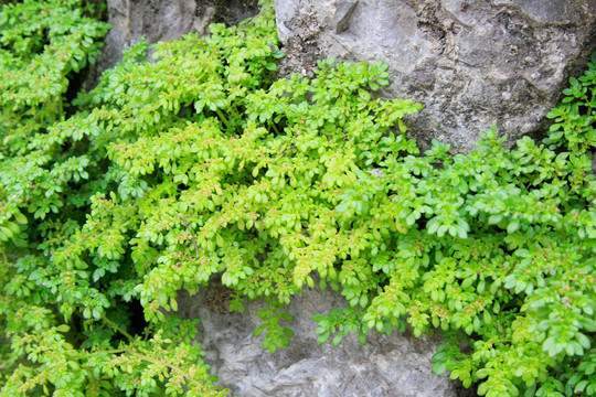 綠色植物