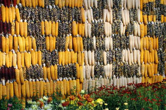 苞米 玉米 TIF格式