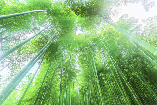 竹子竹林