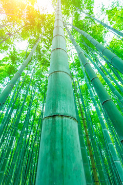 竹子竹林