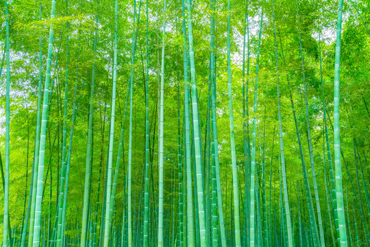 竹子竹林
