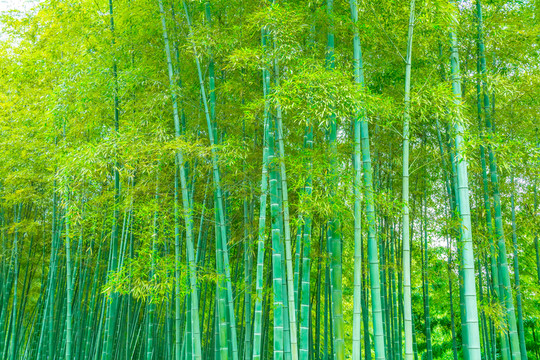 竹子竹林
