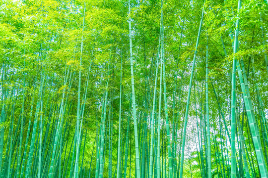 竹子竹林