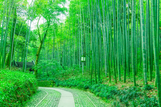 竹子竹林