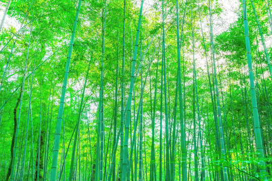 竹子竹林