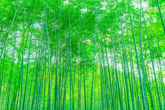 竹子竹林