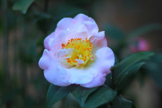 山茶花