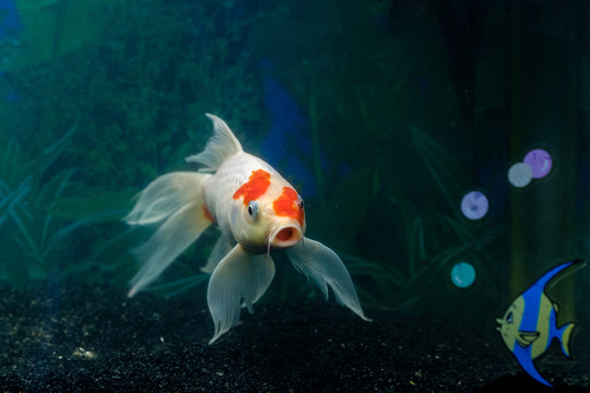 錦鯉魚(yú)