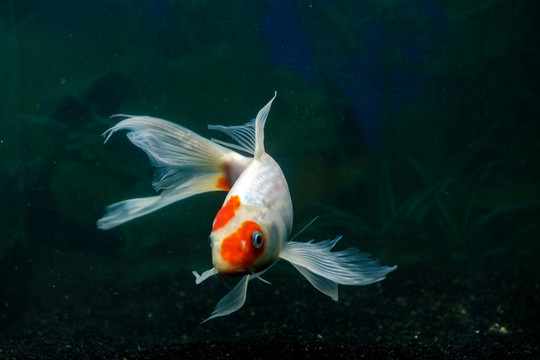 錦鯉魚