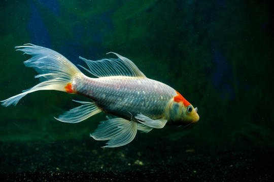 錦鯉魚