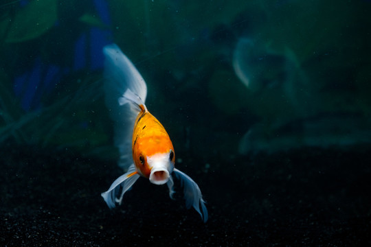錦鯉魚