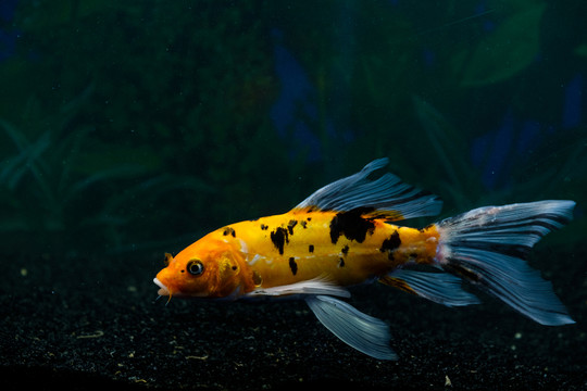 錦鯉魚
