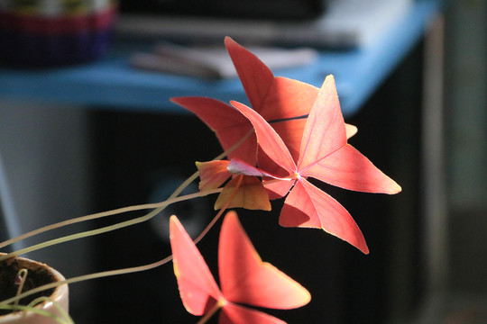 花卉