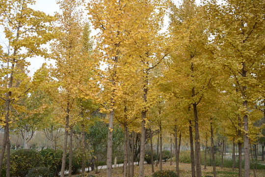 樹(shù)林