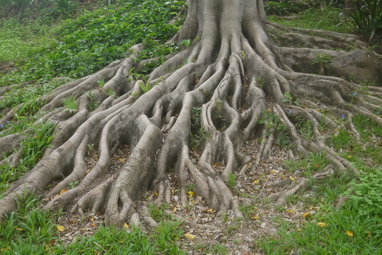 樹根