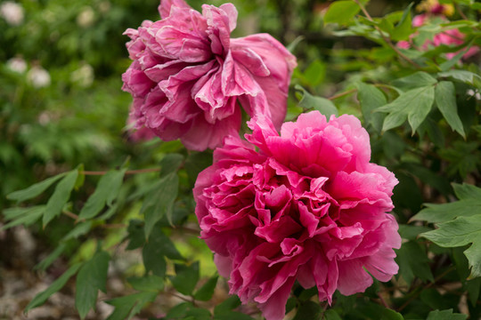 菏澤牡丹