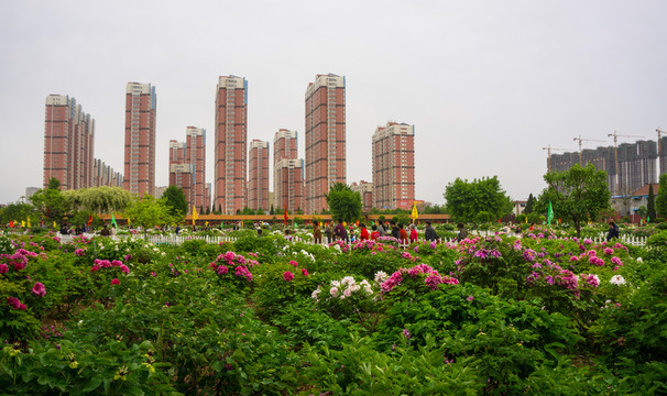菏澤牡丹