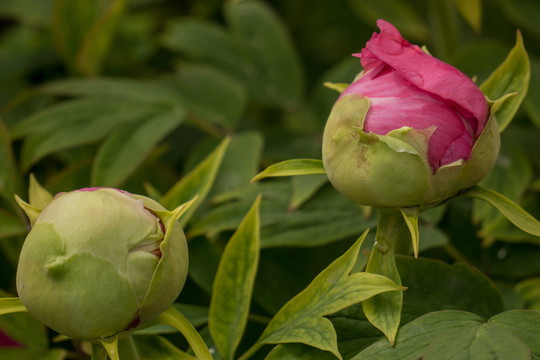 菏澤牡丹