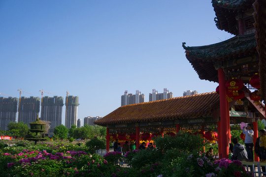 菏澤牡丹園