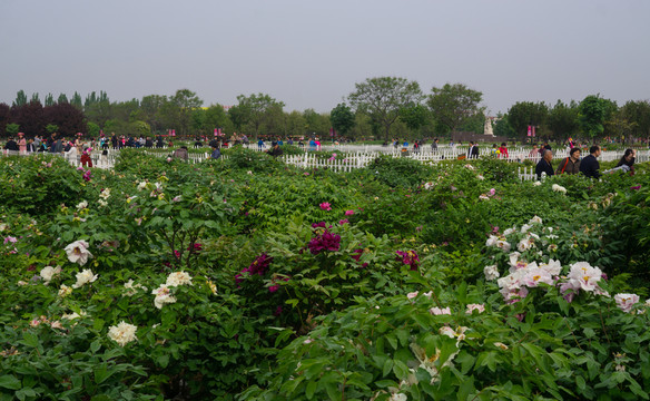 菏澤牡丹