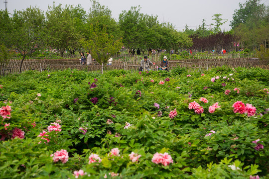 菏澤牡丹
