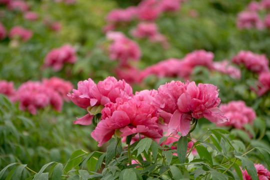 菏澤牡丹