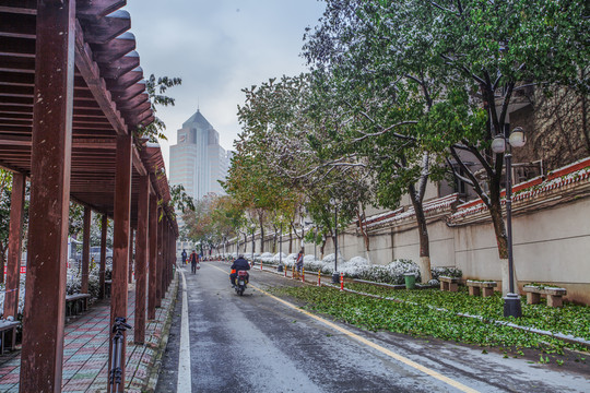 冬景 雪景 合肥風光