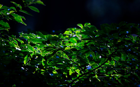 葉子 陽(yáng)光 綠葉