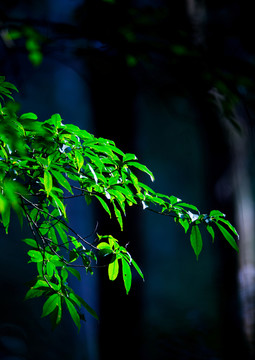 綠葉 樹(shù)枝 植物