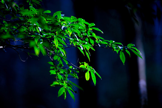 綠葉 樹(shù)枝 植物