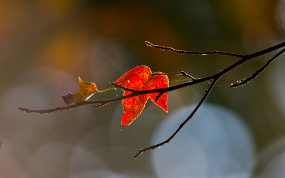 秋色 紅葉