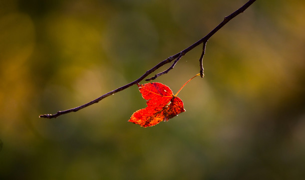 秋色 紅葉