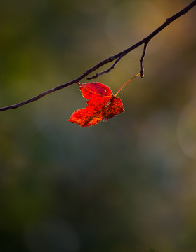 秋色 紅葉