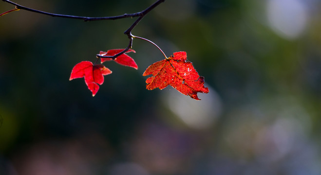 秋色 紅葉