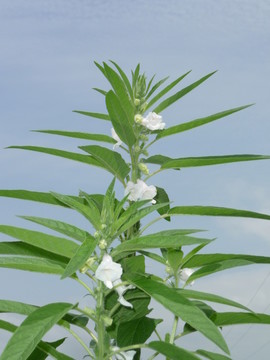 芝麻開花