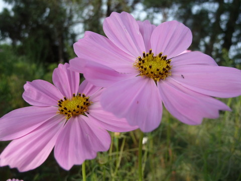 格桑花高清