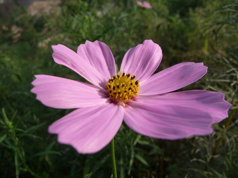 格桑花高清