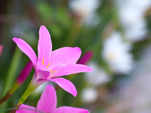 仙女的百合花