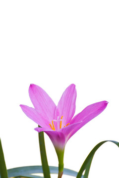 仙女的百合花