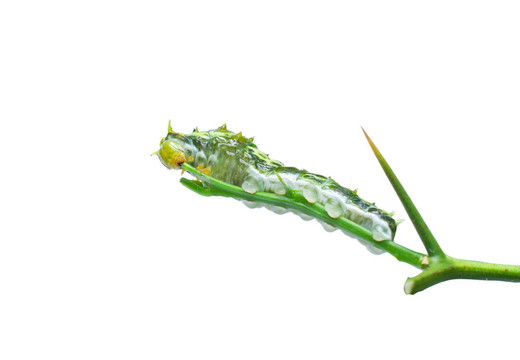綠色卡特彼勒在植物枝上吃
