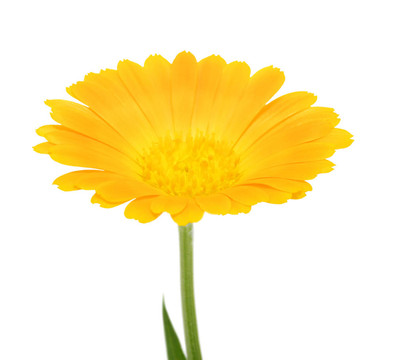 橙花