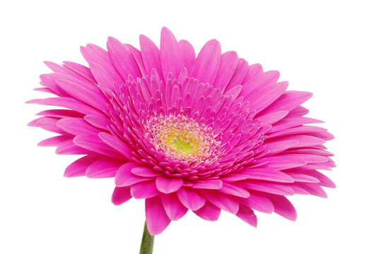 太陽花