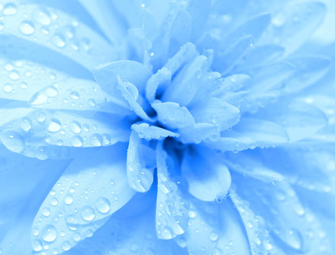 摘要花瓣
