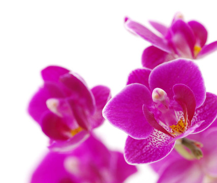 蘭花