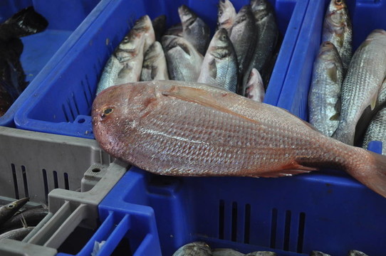 市場上出售的鮮魚