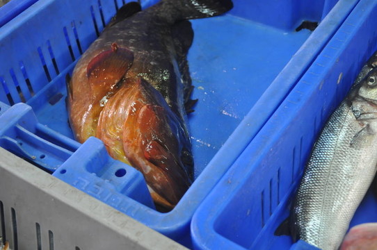 市場上出售的鮮魚